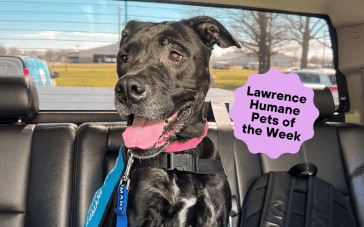  Treat-motivated Luna is a friend to all, enemy to none